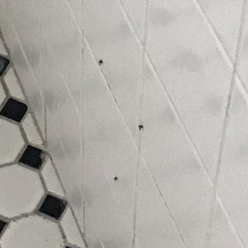 Lakeside Inn - Drain flies in the bathroom. Uck - Hotels Near Me - Mount Dora, Florida Lakeside Inn - Drain flies in the bathroom. Uck - Hotels Near Me - Mount Dora, Florida