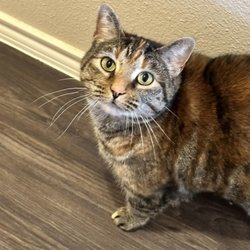 Noah's Paws Animal Rescue