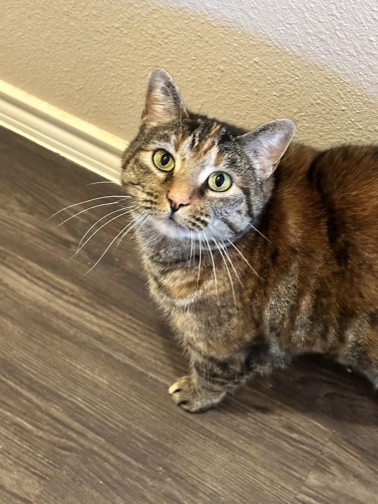 NOAH’S PAWS ANIMAL RESCUE Updated October 2024 220 Adams Dr