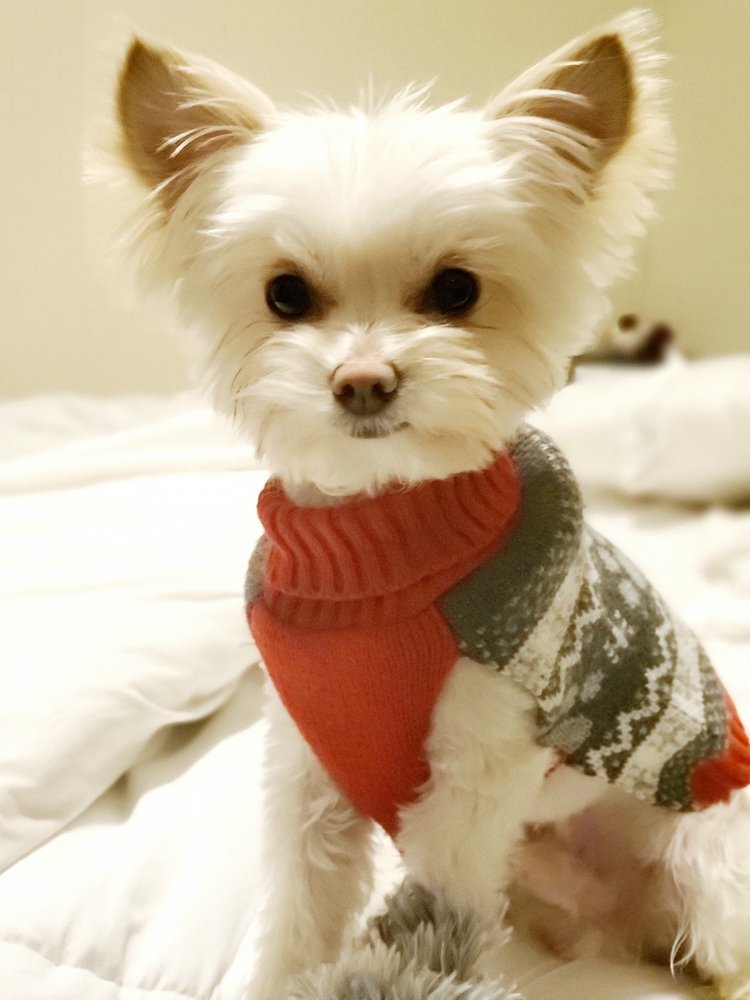 DOGS’ OWN GROOMING AND GROOMING SCHOOL Updated September 2024 29