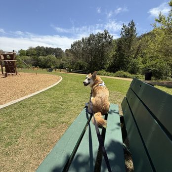 Good Dog Veterinary Care - Daisy enjoying a local park - Veterinarians Near Me - Smyrna, Georgia