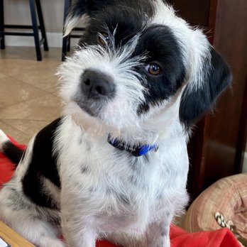 Zoom Room Dog Training - Panda - Pet Training Near Me - Reno, Nevada Zoom Room Dog Training - Panda - Pet Training Near Me - Reno, Nevada
