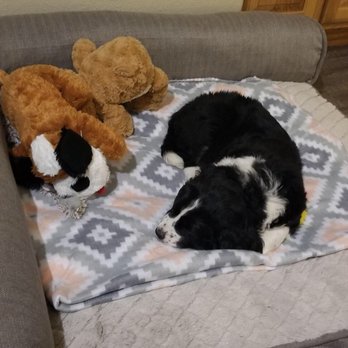 Sandpointdoodles - Pet Breeders Near Me - Sandpoint, Idaho