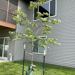 Sanders Creek Company - Eastern Redbud Tree