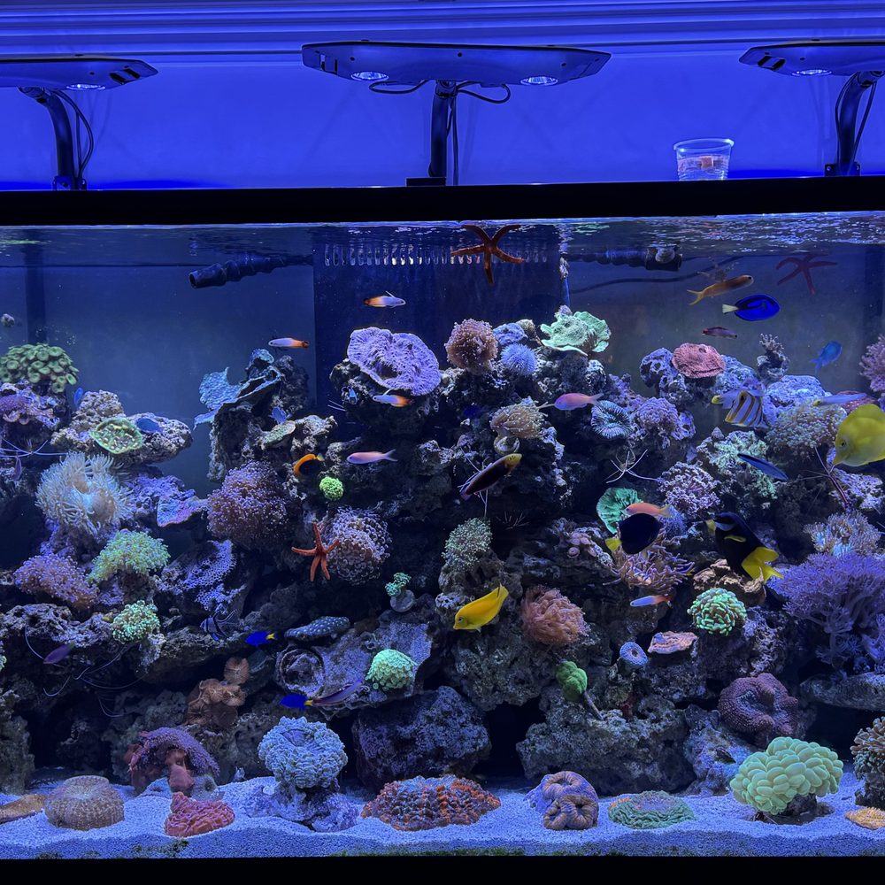 Shop tropical fish stores around me on Sale