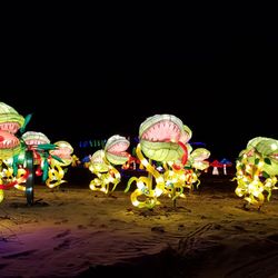 Festival Of Lights