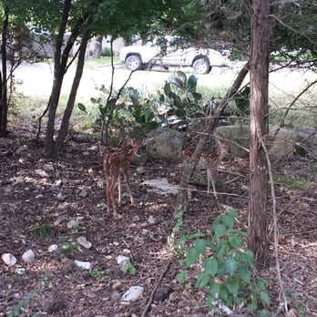 Oak Haven Park - Bambi! - Tennis Near Me - San Antonio, Texas Oak Haven Park - Bambi! - Tennis Near Me - San Antonio, Texas