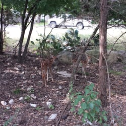 Oak Haven Park - Bambi!