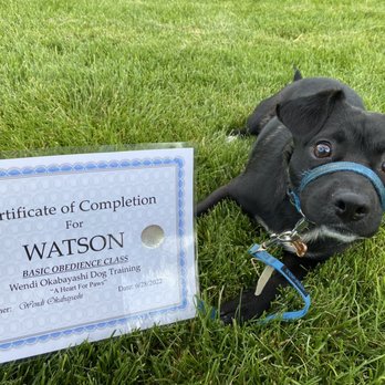 A Heart For Paws - Graduation Day - We all got these laminated certificates! - Pet Training Near Me