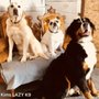 Photo of Kims Lazy K9