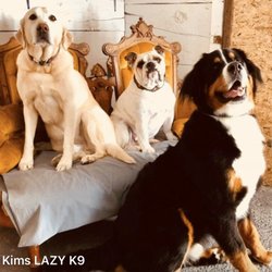 Kims Lazy K9
