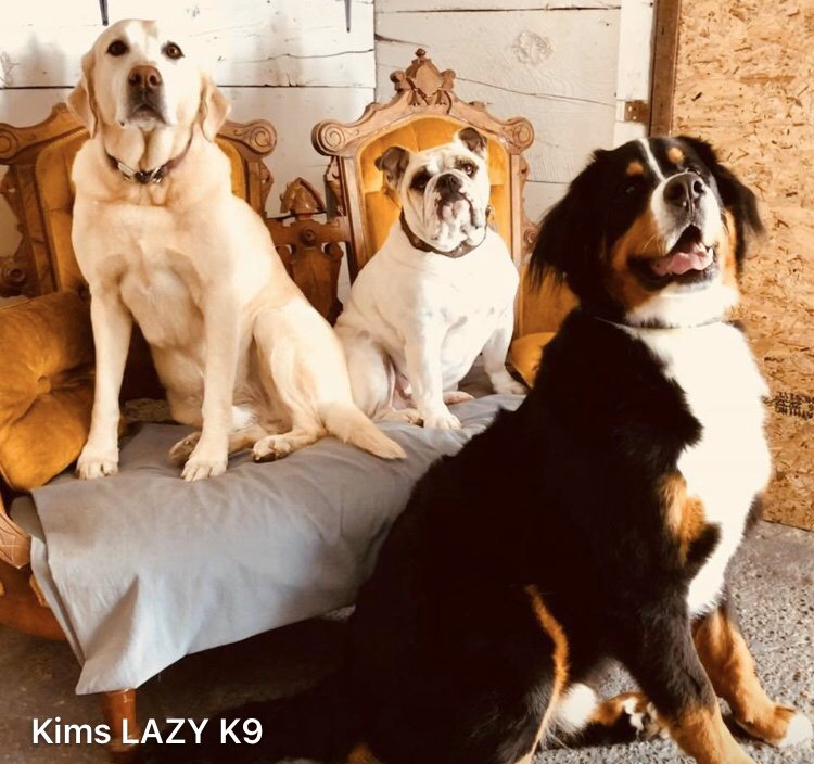 Kims Lazy K9 Image