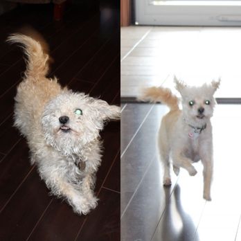 Grooming Day Salon - A before and after of my niece Reba - Pet Groomers Near Me - Bellflower, California Grooming Day Salon - A before and after of my niece Reba - Pet Groomers Near Me - Bellflower, California