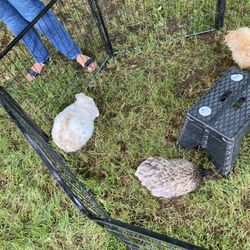 Honey Hill Farm Mobile Petting Zoo and Pony Rides