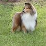 Photo of Silver Trails Shelties