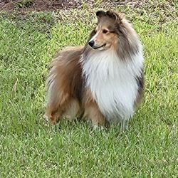 Silver Trails Shelties