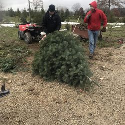 Camelot Christmas Tree Farm - Friendly and helpful- remember to tip!