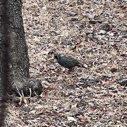 Camp Cherry Valley - Island subspecies of California quail