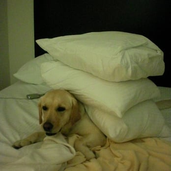 La Quinta by Wyndham Mobile - Daphne - This is a dog that isn't even allowed on furniture at home. - Hotels Near Me - Daphne, Alabama La Quinta by Wyndham Mobile - Daphne - This is a dog that isn't even allowed on furniture at home. - Hotels Near Me - Daphne, Alabama