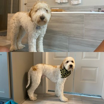 Wicked Pawz - Pet Groomers Near Me Wicked Pawz - Pet Groomers Near Me