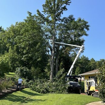 Truesdale Tree Service - Shows branches on ground - Tree Services Near Me Truesdale Tree Service - Shows branches on ground - Tree Services Near Me