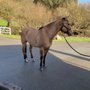 Photo of Bitar Farrier Services