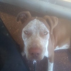 Drug Testing Services of Florida - Tinkerbell misses her Dad. If you know where she is, call DBPD.