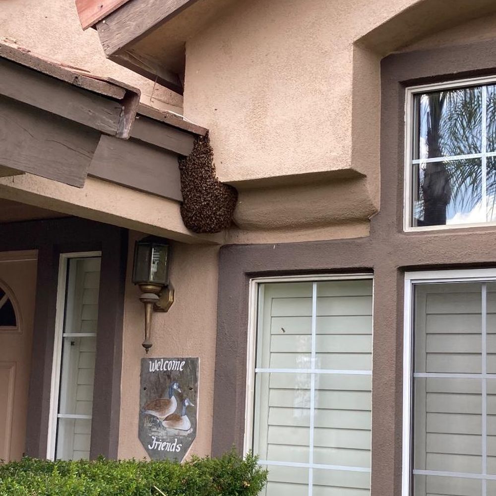 Bee Wranglers - Pest Control Near Me - Riverside, California