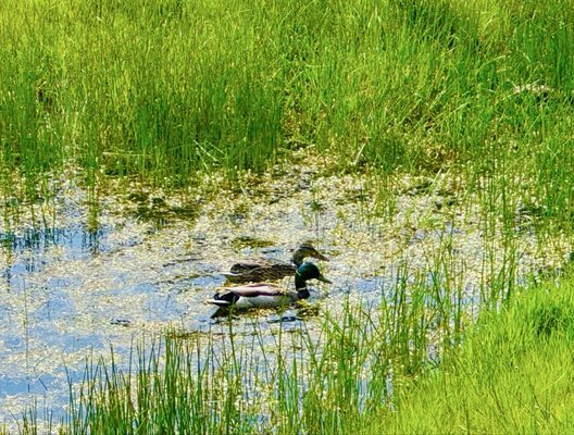 North Sonoma Mountain Regional Park by null