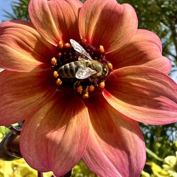 Olbrich Botanical Gardens - Dahlia - Botanical Gardens Near Me - Madison, Wisconsin