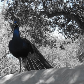 Irvine Regional Park - Black and White Photo of Peacock (Blues) - Parks Near Me - Orange, California Irvine Regional Park - Black and White Photo of Peacock (Blues) - Parks Near Me - Orange, California