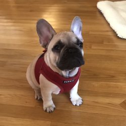 Dunkin' - Baxter French Bulldog