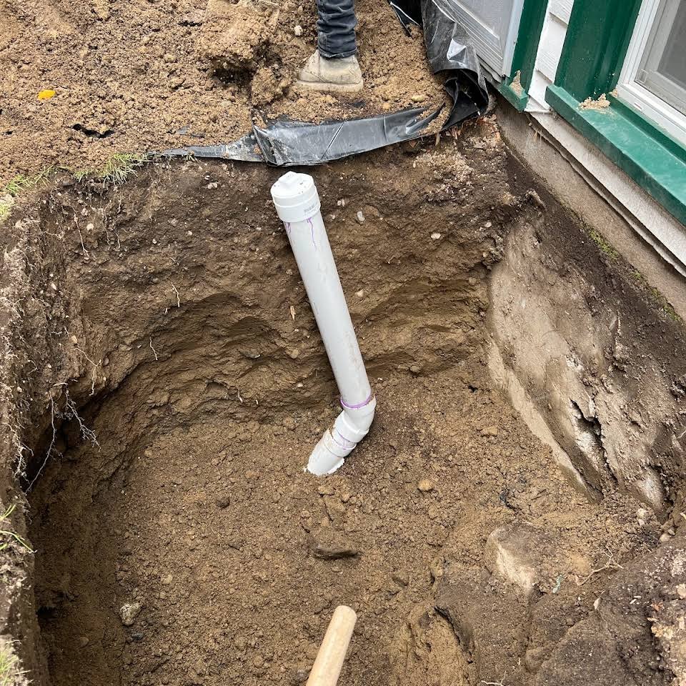 Slide of Pine Rooter