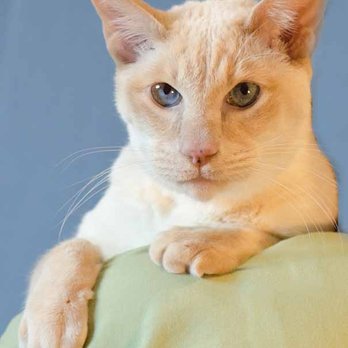 Wright Animal Hospital - Veterinarians Near Me - Des Plaines, Illinois Wright Animal Hospital - Veterinarians Near Me - Des Plaines, Illinois