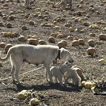 Mortimer Farms - Attraction Farms Near Me - Dewey, Arizona