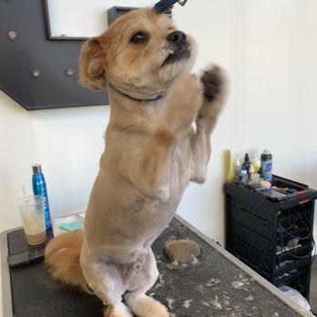 Aprils Grooming - Pet Groomers Near Me Aprils Grooming - Pet Groomers Near Me