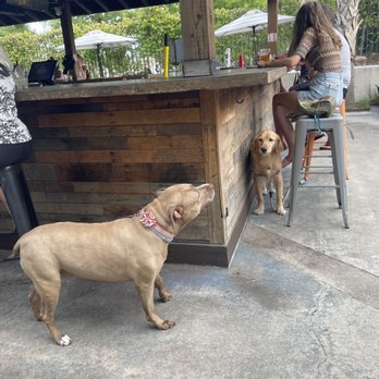 Fam's Brewing Co. - Patio dining with man's best friends. - Pizza Near Me - Charleston, South Carolina Fam's Brewing Co. - Patio dining with man's best friends. - Pizza Near Me - Charleston, South Carolina