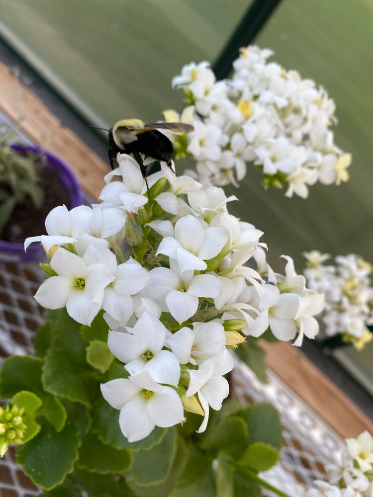 ANNANDALE VILLAGE Updated September 2024 3500 Annandale Ln, Suwanee