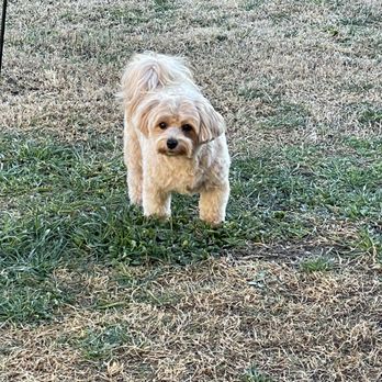 Happy Dog Grooming - marley. looking handsome as ever - Pet Groomers Near Me - Farmers Branch, Texas