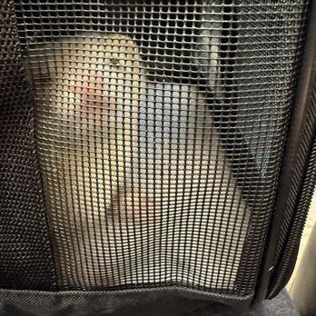 Exotic Pet Vets - Veterinarians Near Me - Phoenix, Arizona Exotic Pet Vets - Veterinarians Near Me - Phoenix, Arizona