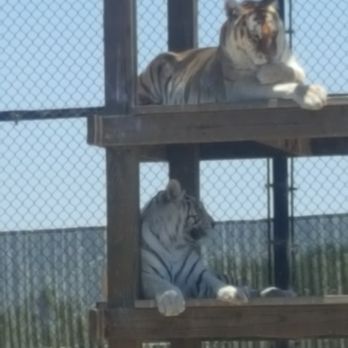 Vision Quest Ranch - Wild Animals everywhere - Bed & Breakfast Near Me - Salinas, California