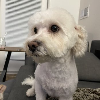 Paw Prints Salon - My dog after - Pet Groomers Near Me - Union City, California