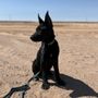 Photo of KPro K9