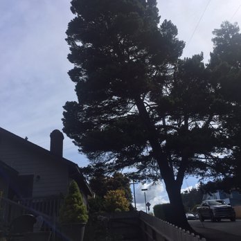 Md's Tree Service - This tree will threaten my house no more! Thanks guys, well done! - Tree Services Near Me