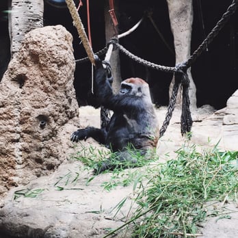 Zoo Aquarium de Madrid - Zoos Near Me - Madrid, M