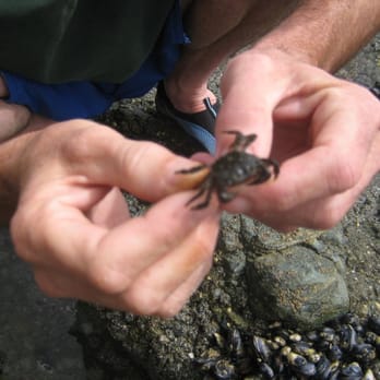 Victoria Beach - little crab - Beaches Near Me - Laguna Beach, California