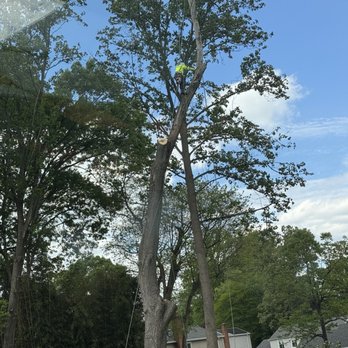 Green Tops Tree Service - Working on removing the big oak! - Tree Services Near Me