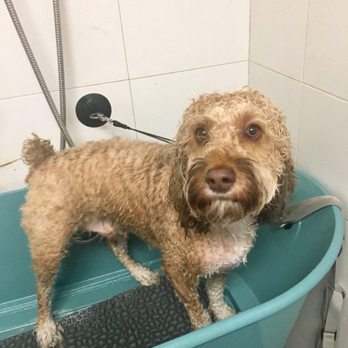 Groomit for Pets - During - Pet Groomers Near Me Groomit for Pets - During - Pet Groomers Near Me