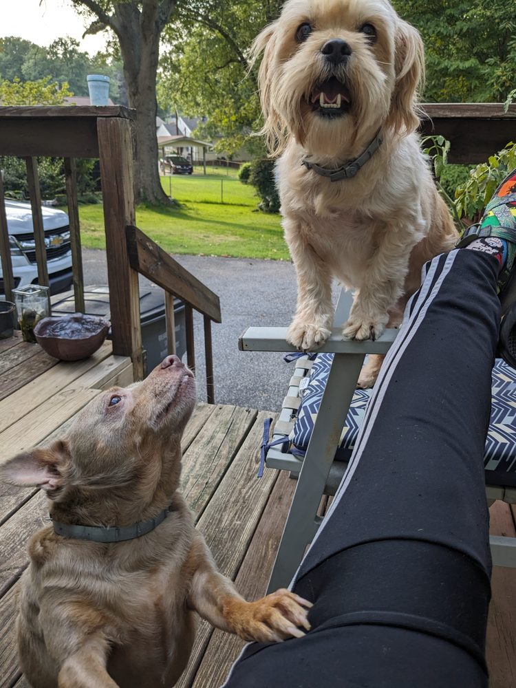 Caseys Petsitting Image