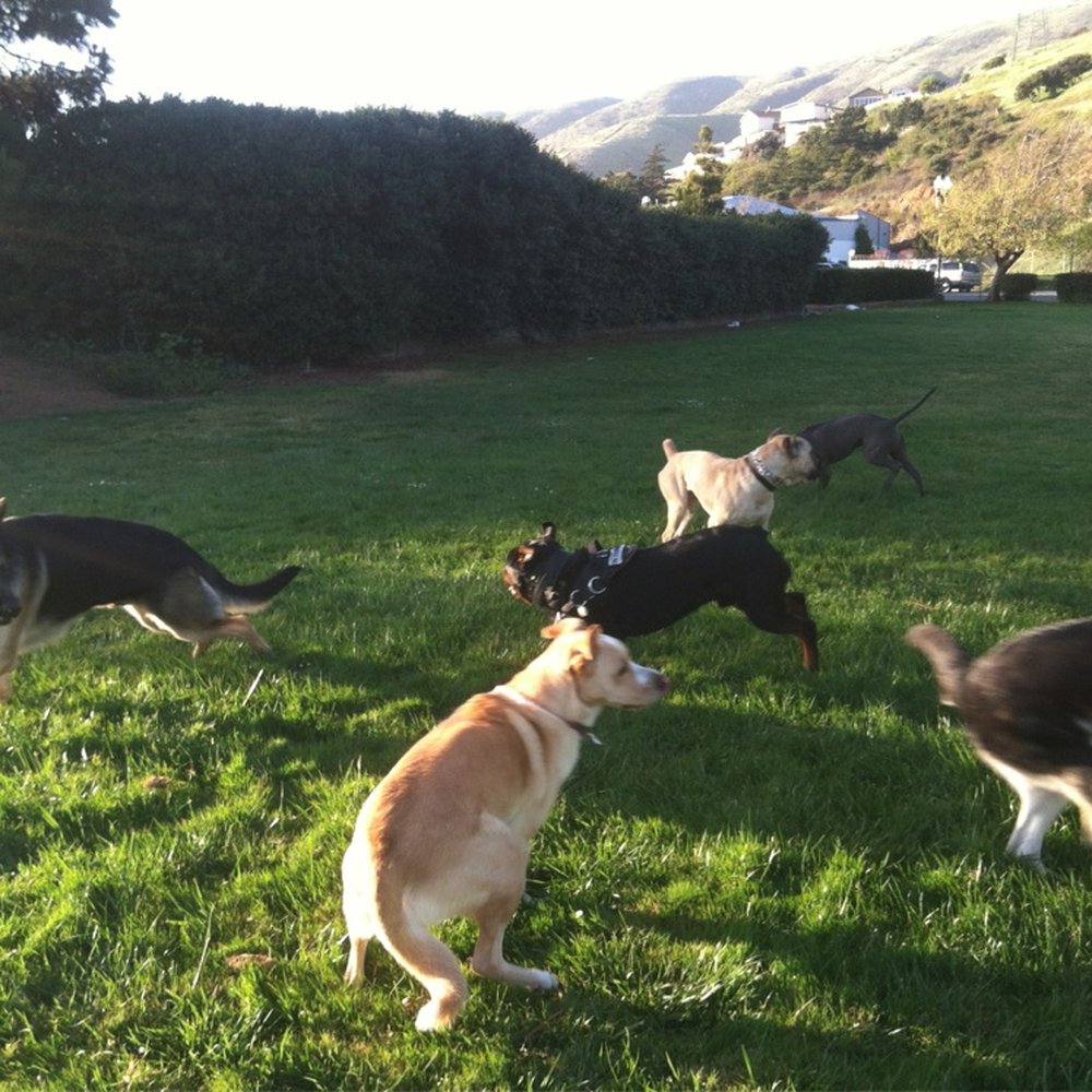 K9 Comrades - Pet Training Near Me K9 Comrades - Pet Training Near Me